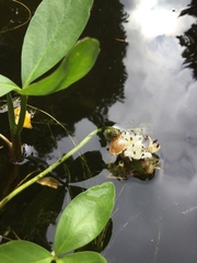 Menyanthes trifoliata