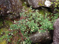 Pimelea ligustrina ciliata