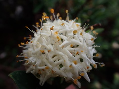 Pimelea ligustrina ciliata