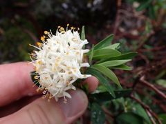 Pimelea ligustrina ciliata
