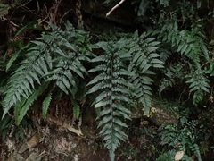 Asplenium lyallii