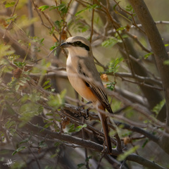 Lanius phoenicuroides