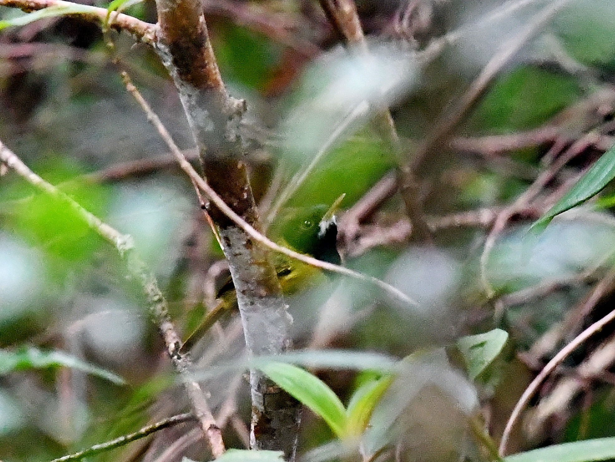 Yellow-breasted Tailorbird illustration