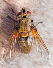 Allophorocera
