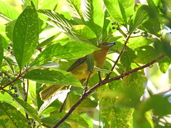 Hypsipetes everetti