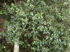 Viburnum propinquum