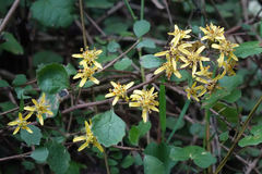 Brachyglottis sciadophila