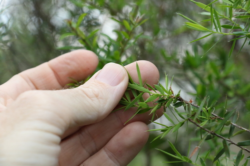 Image of Styphelia trichostyla by (c) Greg Tasney, some rights reserved (CC BY-SA)