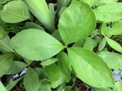 Menyanthes trifoliata