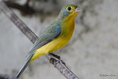 Passerina leclancherii