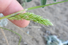 Poa douglasii