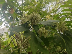 Colebrookea oppositifolia