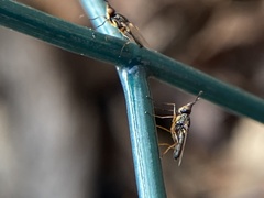 Prochyliza xanthostoma