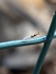 Prochyliza xanthostoma