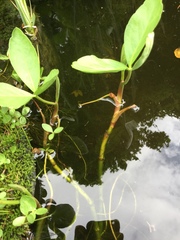 Menyanthes trifoliata