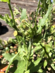 Erechtites hieraciifolius cacaloides