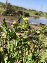 Erechtites hieraciifolius cacaloides