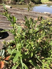 Erechtites hieraciifolius cacaloides