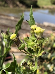 Erechtites hieraciifolius cacaloides