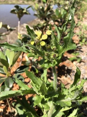 Erechtites hieraciifolius cacaloides