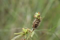 Malvastrum americanum