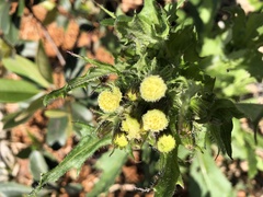 Erechtites hieraciifolius cacaloides