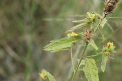 Malvastrum americanum