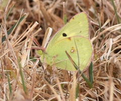 Colias nilagiriensis