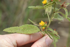 Malvastrum americanum