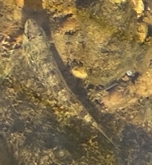 Etheostoma olmstedi