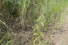 Malvastrum americanum