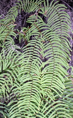 Gleichenia rupestris