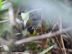 Yellow-Breasted Tailorbird photo 3