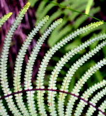 Gleichenia rupestris