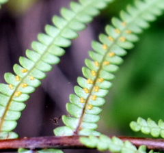 Gleichenia rupestris