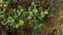 Buxus microphylla