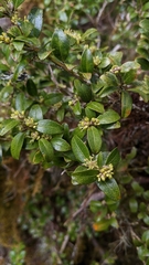 Buxus microphylla