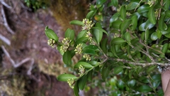 Buxus microphylla