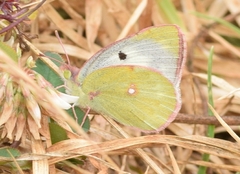 Colias nilagiriensis