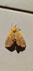 Asota speciosa