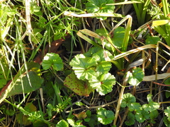 Sidalcea calycosa rhizomata