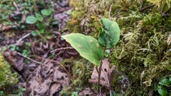 Pachysandra axillaris