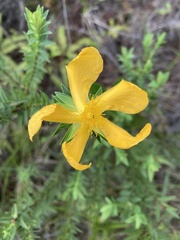 Hypericum terrae-firmae