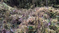 Pachysandra axillaris