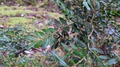 Buxus microphylla