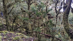 Buxus microphylla