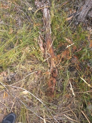 Eucalyptus marginata marginata