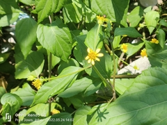 Wollastonia biflora