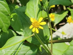 Wollastonia biflora