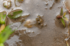 Occidozyga lima